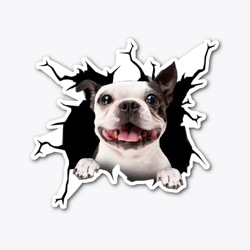 Boston Terrier 