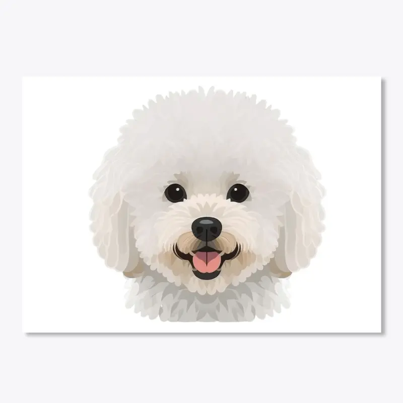 bichon frise 