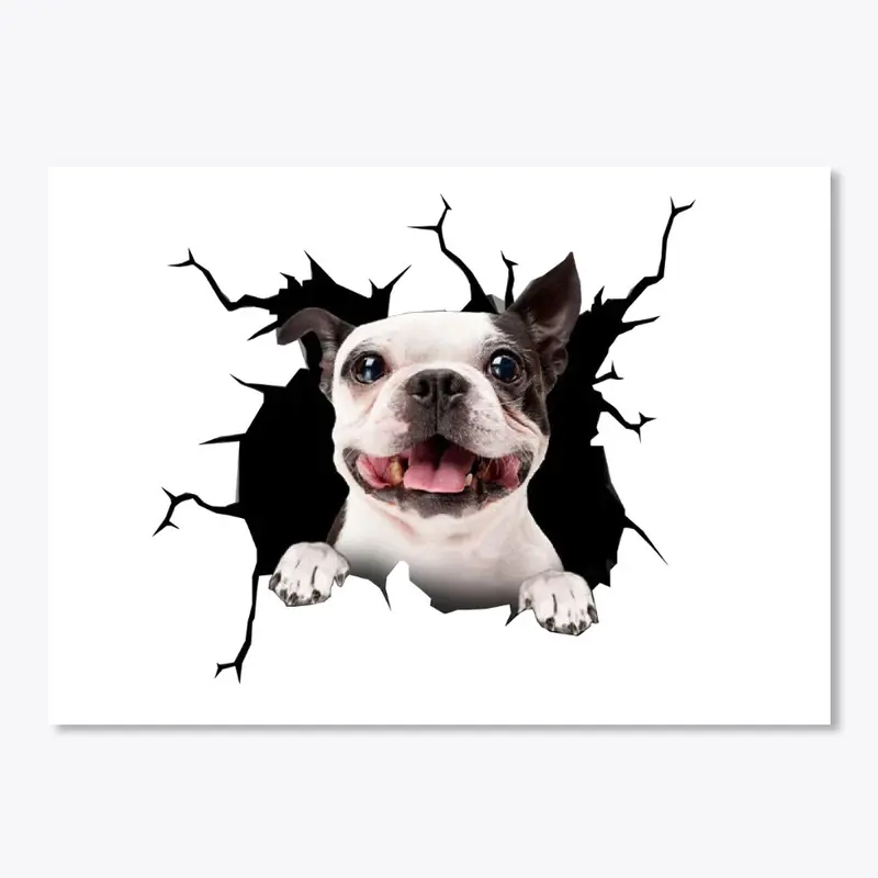 Boston Terrier 